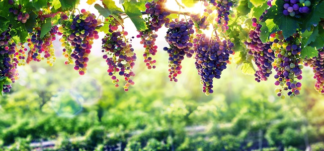 TTB Recently Approved Two New Grape Variety Name