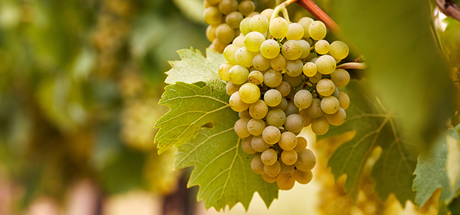 New Grape Variety Names Approved