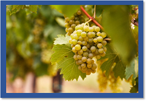 NEW GRAPE VARIETY NAMES APPROVED
