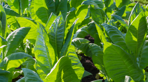 Tobacco plants