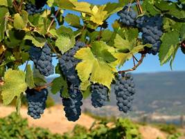 Wineries