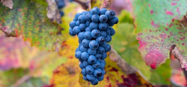 Grapes on Vine