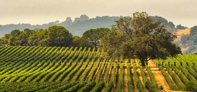 Wine Farm