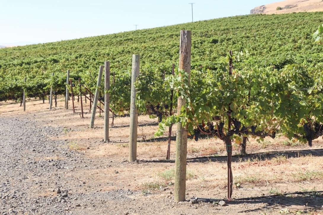 gravel vines